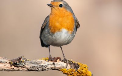 Vogelvriendelijke tuin: zo maak je jouw tuin aantrekkelijk voor vogels