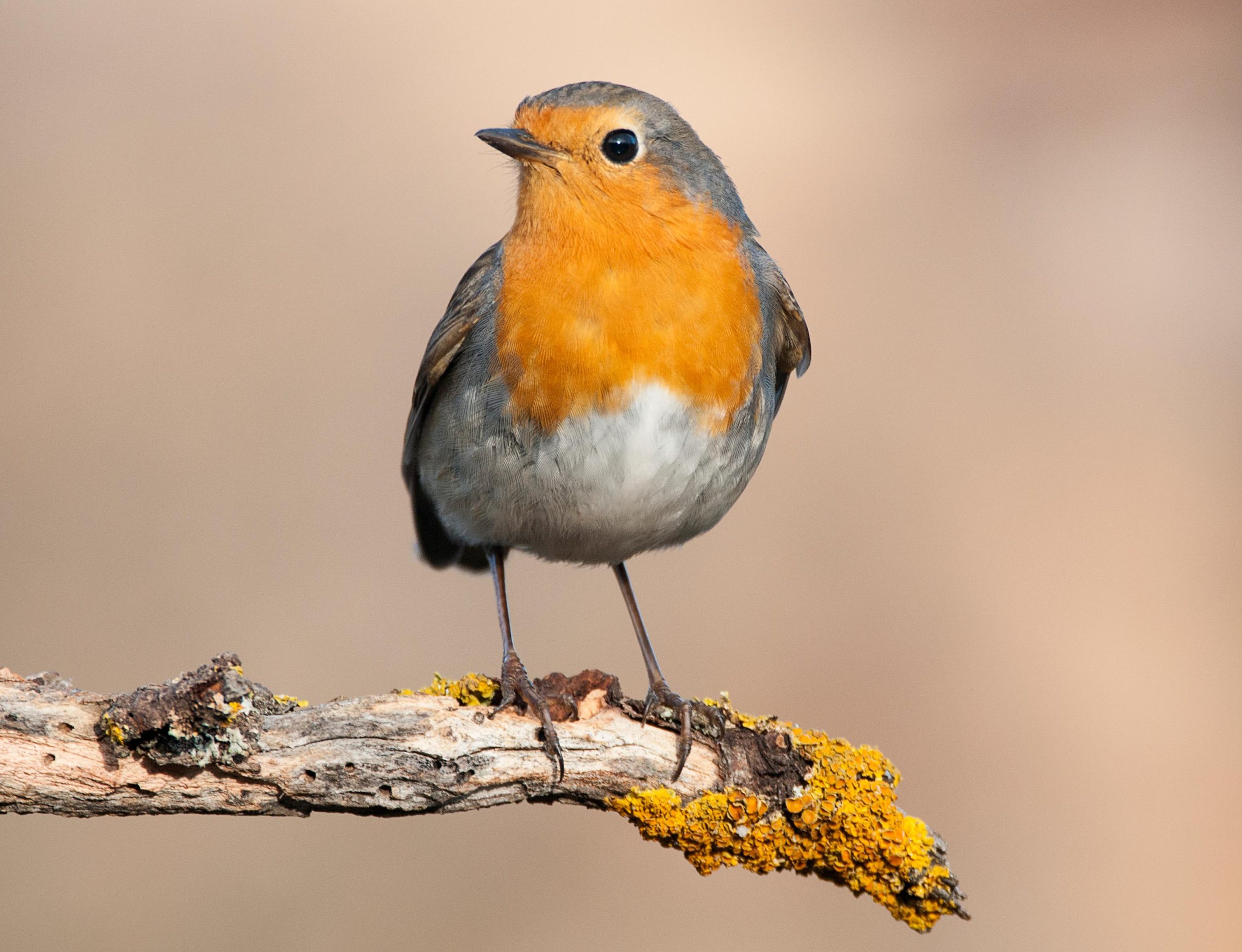 roodborstje Vogelvriendelijke tuin