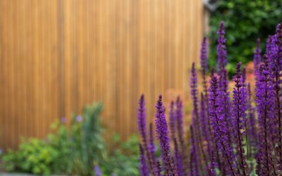 Bloembollen plan: creëer een kleurrijke en duurzame tuin