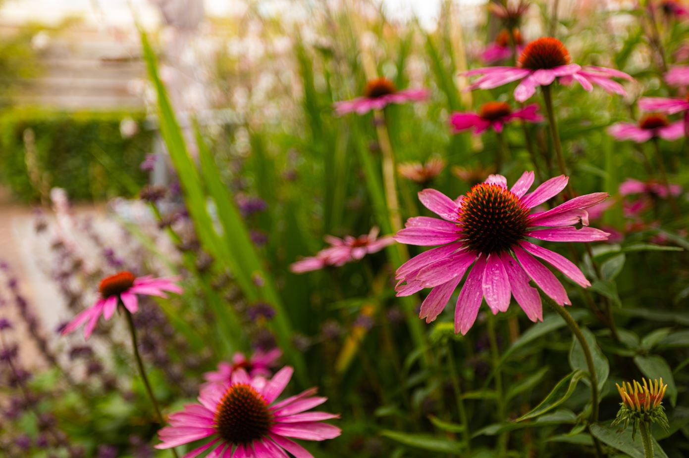 Bloemen in de tuin Bloemen in de tuin