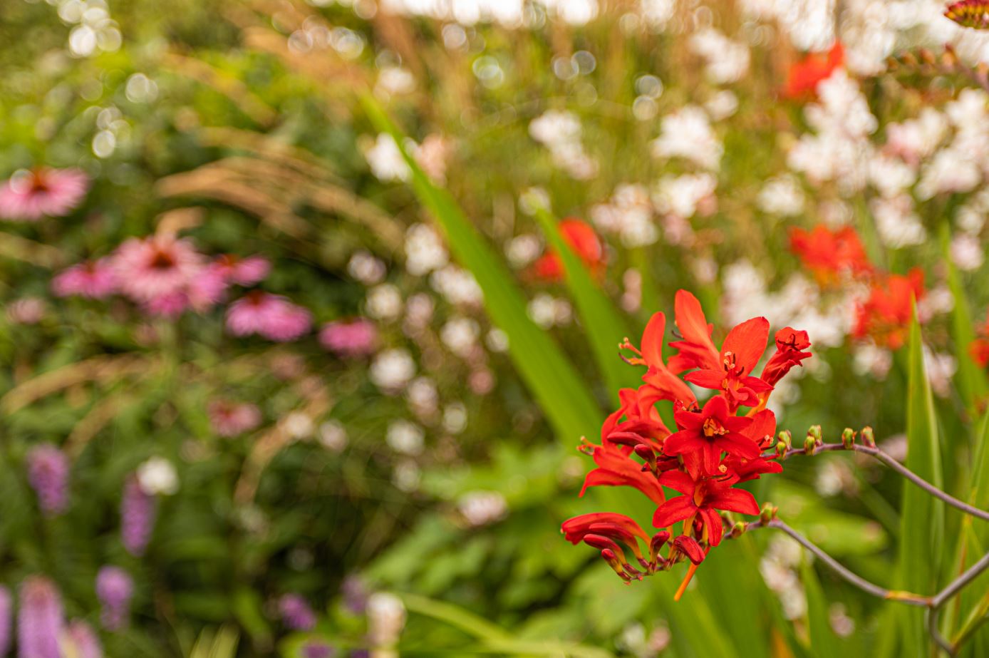 Bloembollen tuin Bloembollen tuin