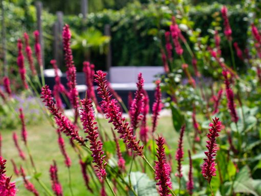 Bloemrijke levende tuin – Driebergen