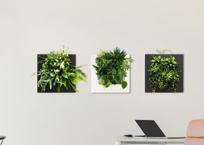 planten op muur