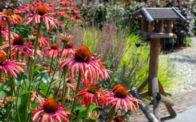 Vlindertuin aanleggen: biodiversiteit en design in balans