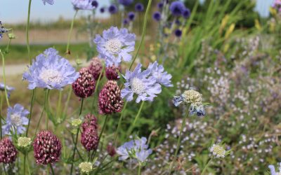 De kracht van prairie beplanting: een oase van leven in uw tuin