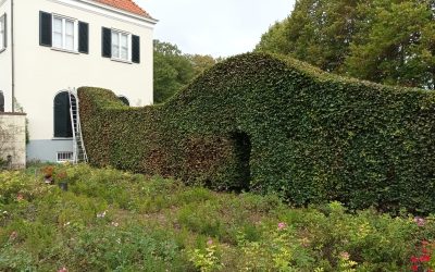 Geluidoverlast verminderen met groen: een duurzame aanpak