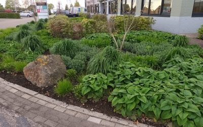 Waarom een voorjaarsbeurt voor de tuin nodig is