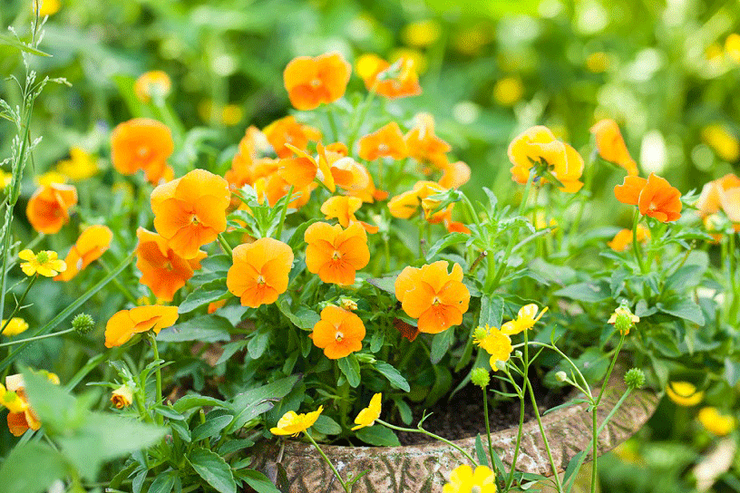 eetbare bloemen 1
