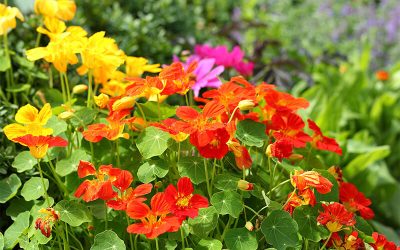 Eetbare planten in de tuin: zelfvoorzienend en duurzaam