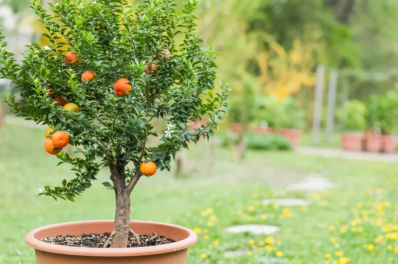 kleine appelboom 1