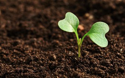 Gezonde bodem als basis voor een mooie tuin